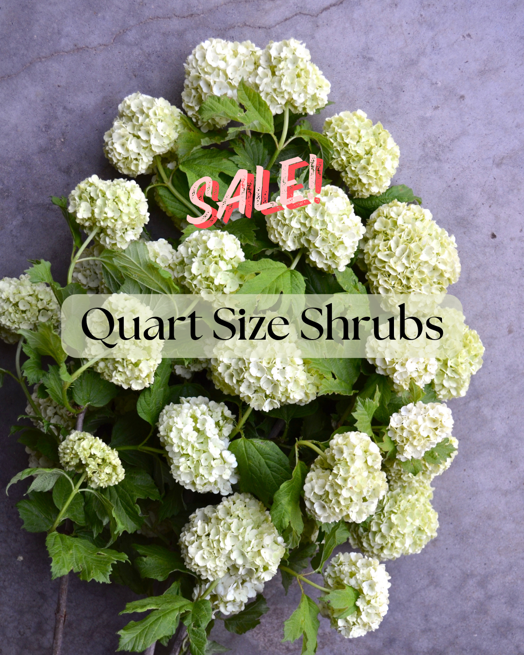 Quart Size Shrubs