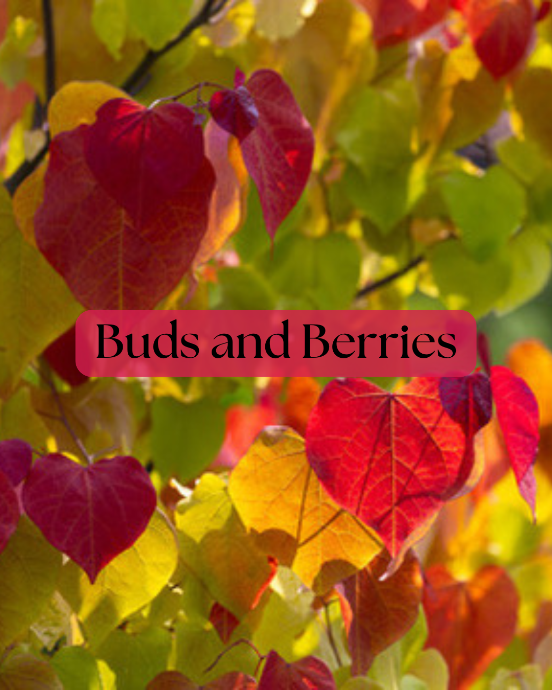 Buds and Berries