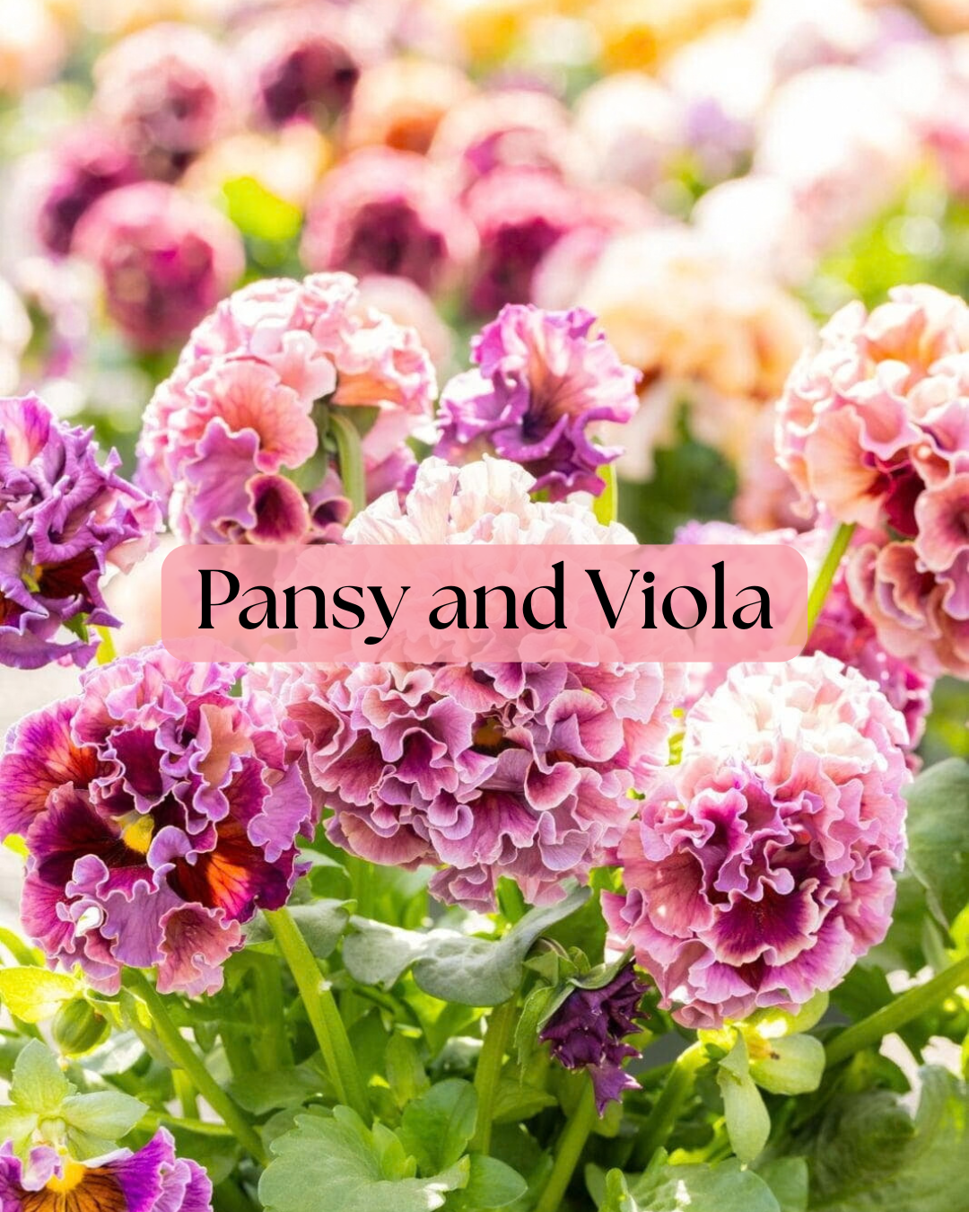 Pansy and Viola