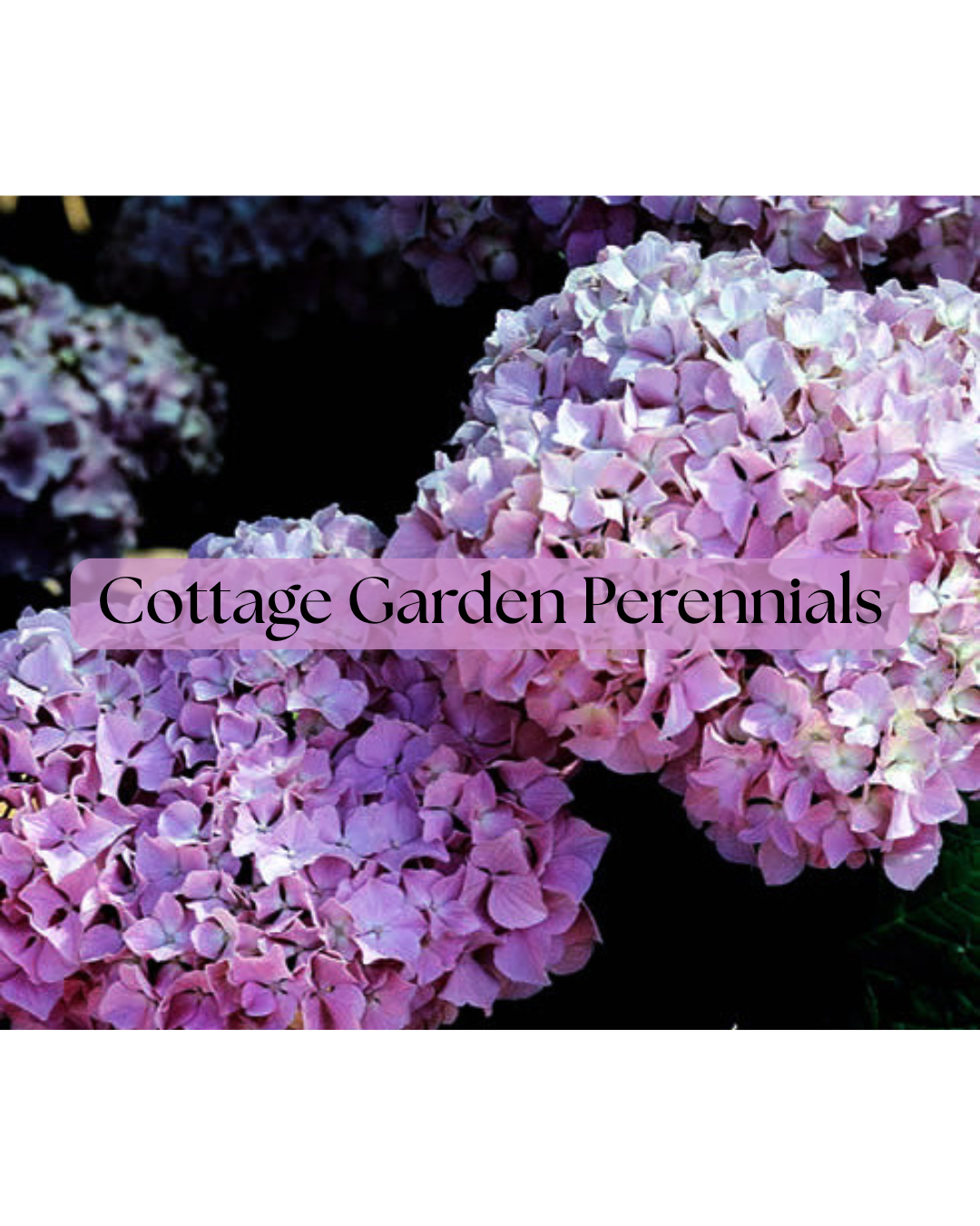Cottage Garden Perennials