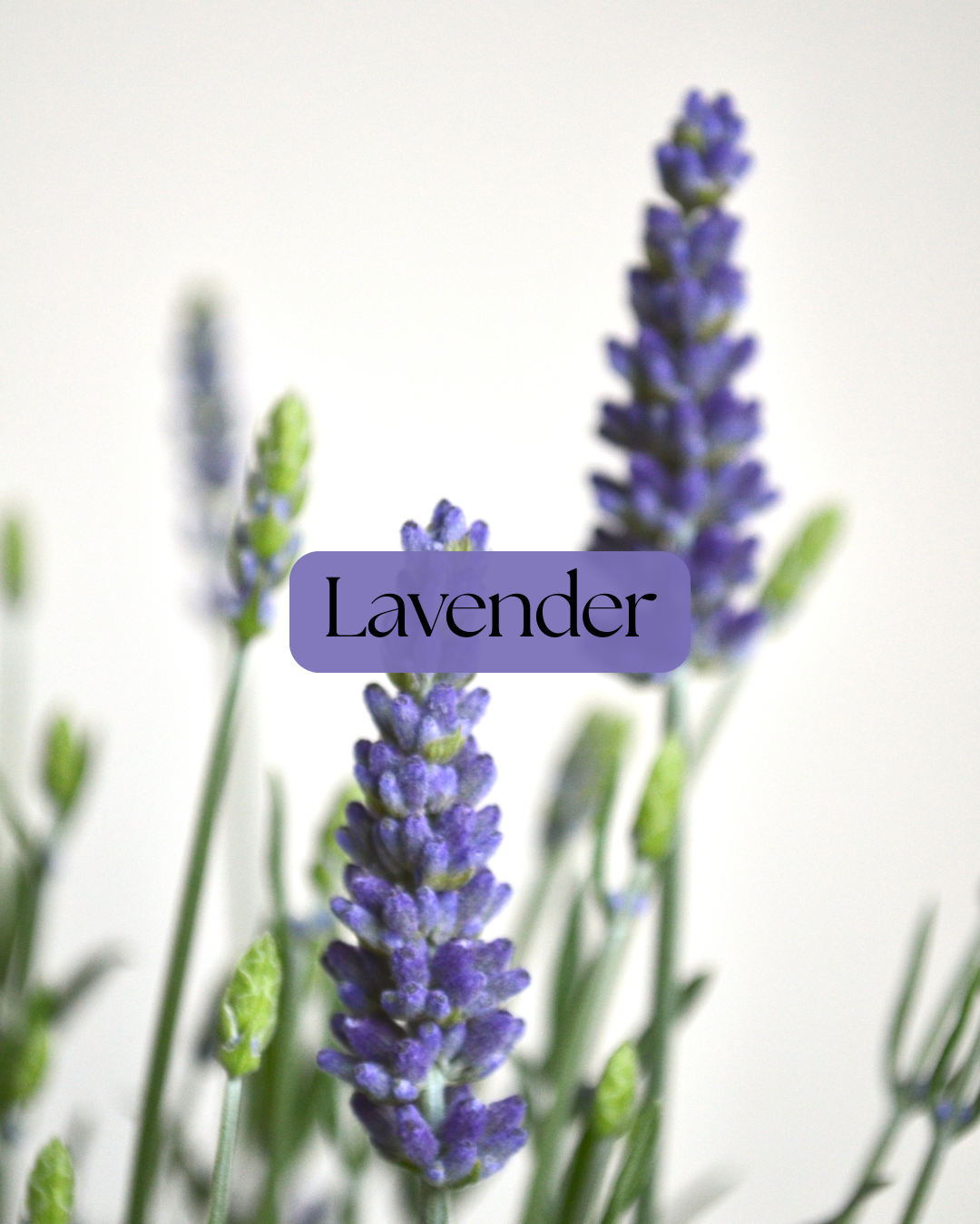 Lavender