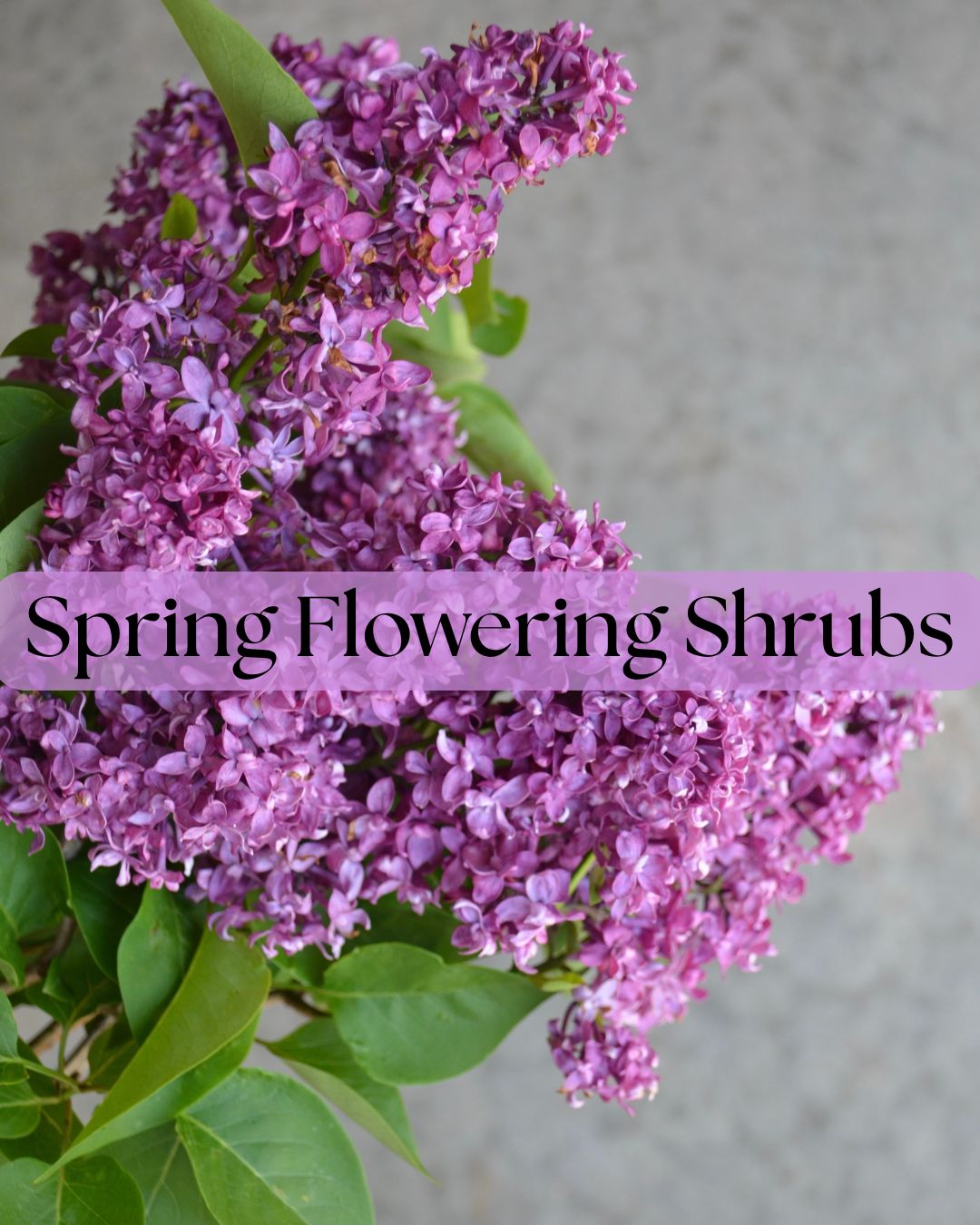 Spring Flowering Shrubs