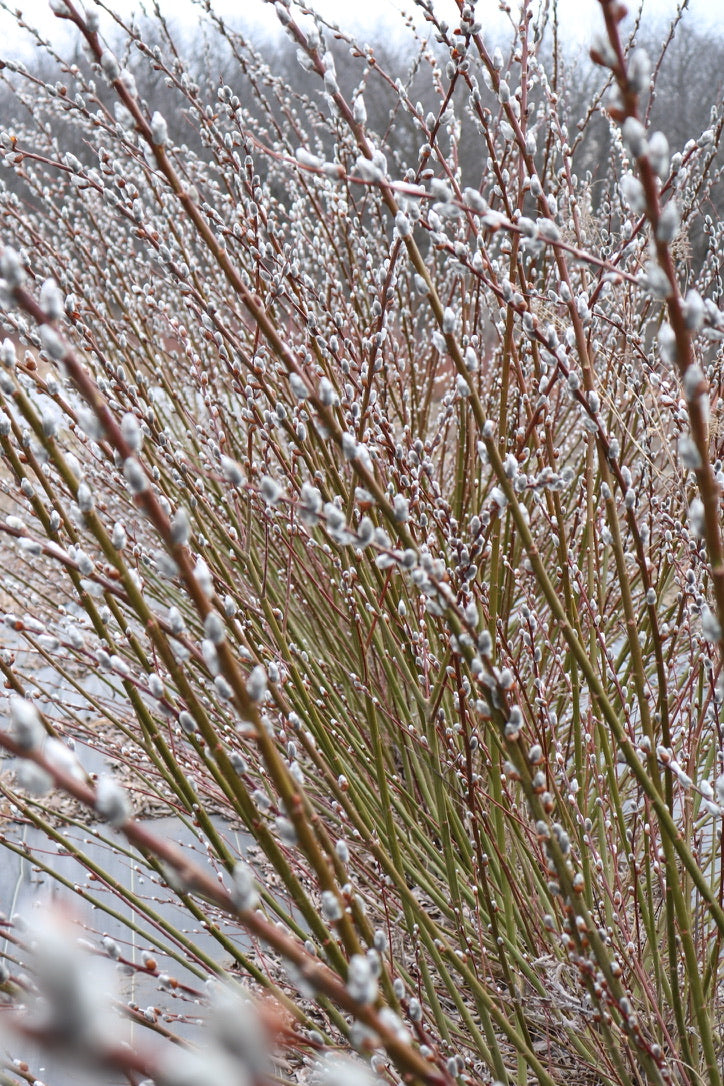 Willow Cuttings