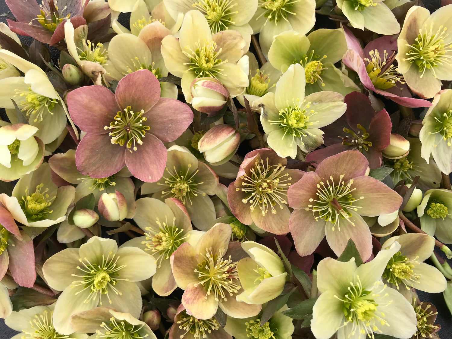 Hellebore Spring 2027
