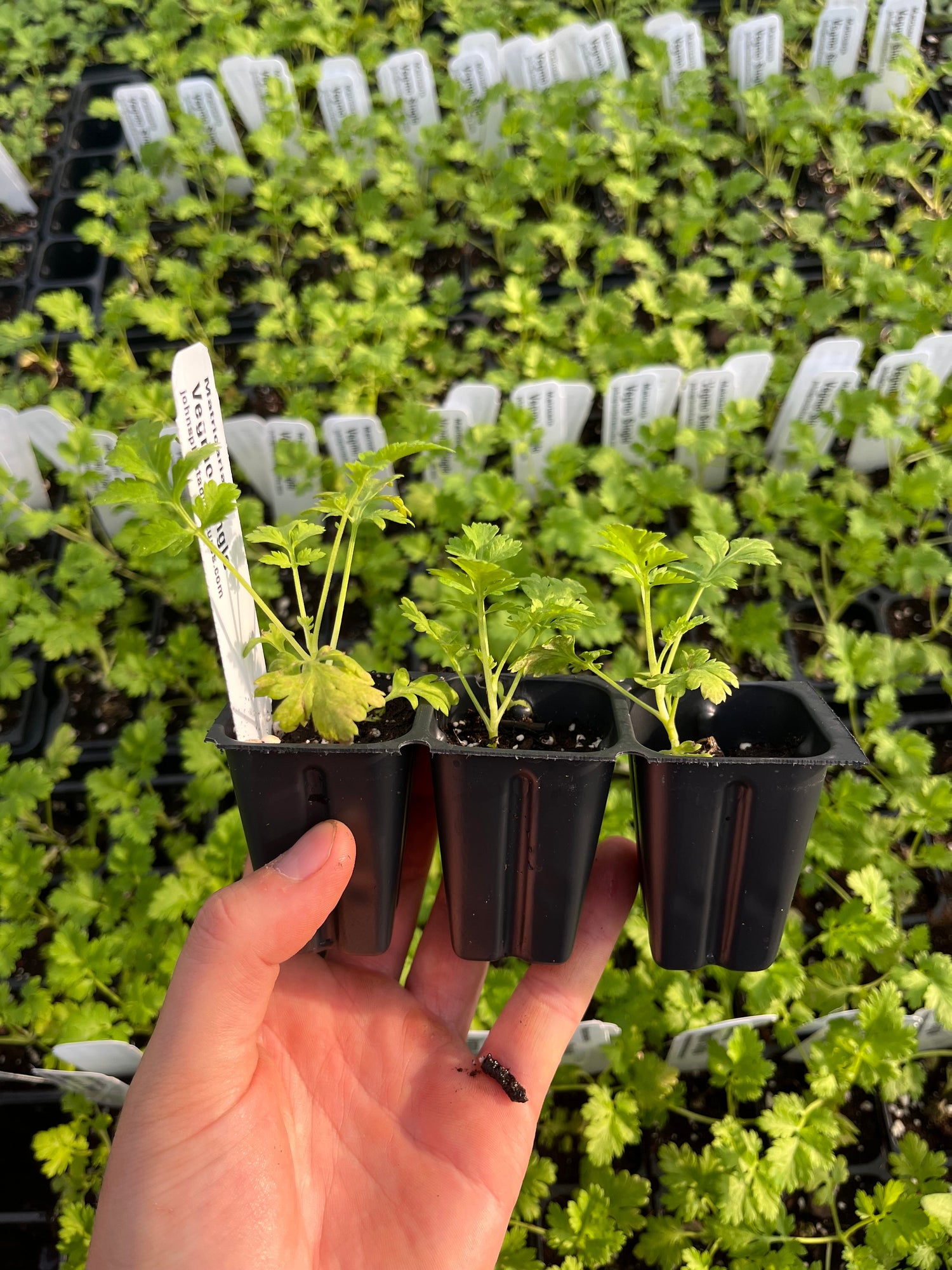 Cool Season Annual Packs