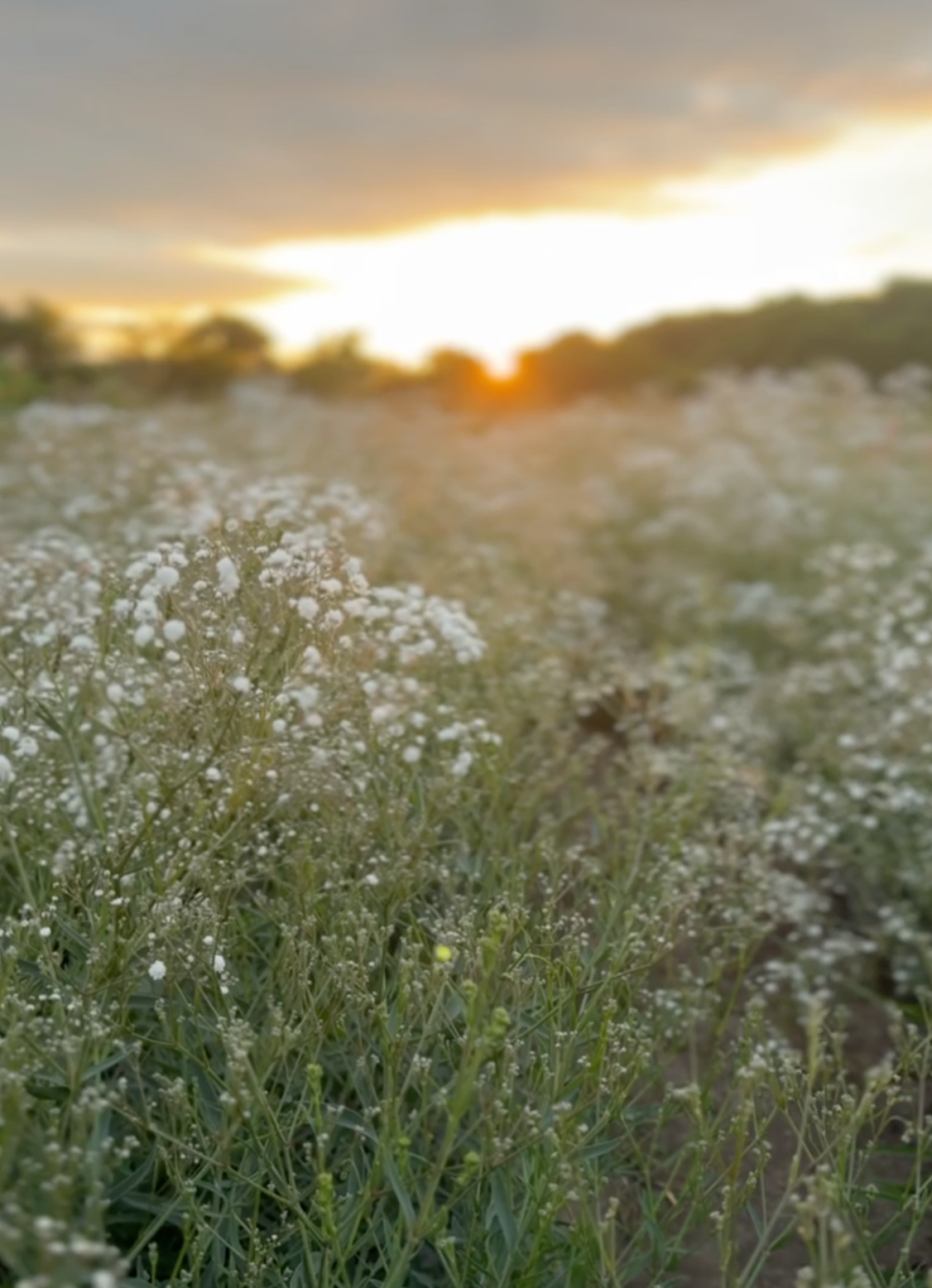 Gypsophila / Babies Breath