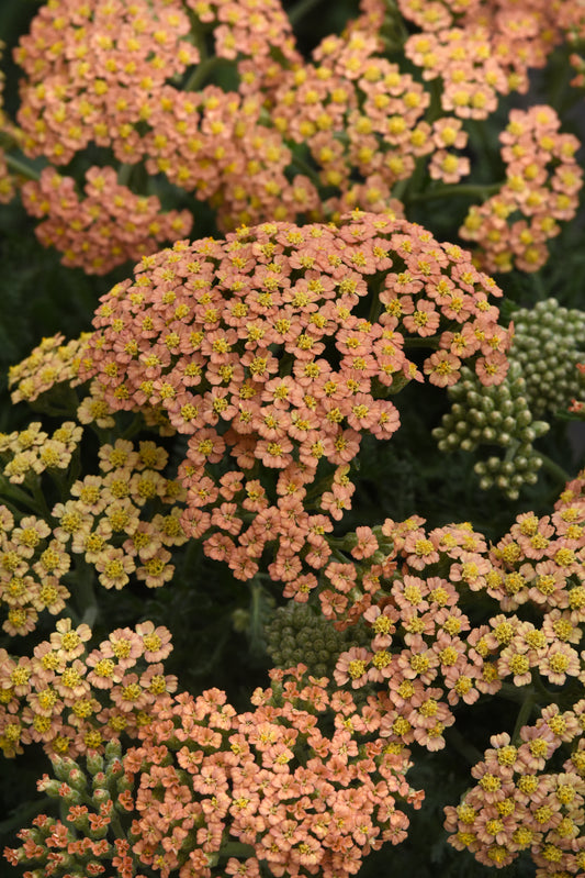URC - Achillea millefolium 'Terracotta' (10 ct)