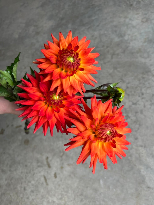 URC 'Hot Shot' Dahlia 10 Cuttings