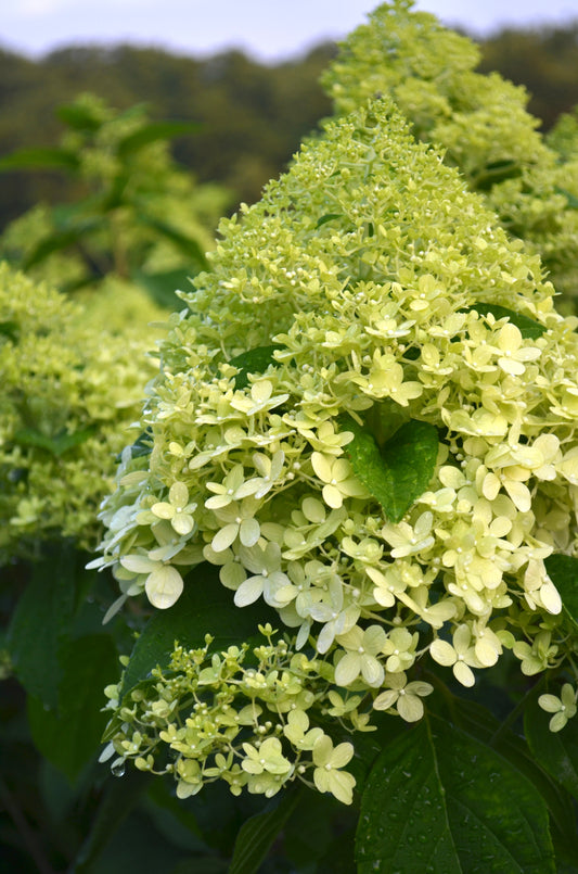 Bare Root Shrub - Hydrangea paniculata 'Limelight' (10 ct)