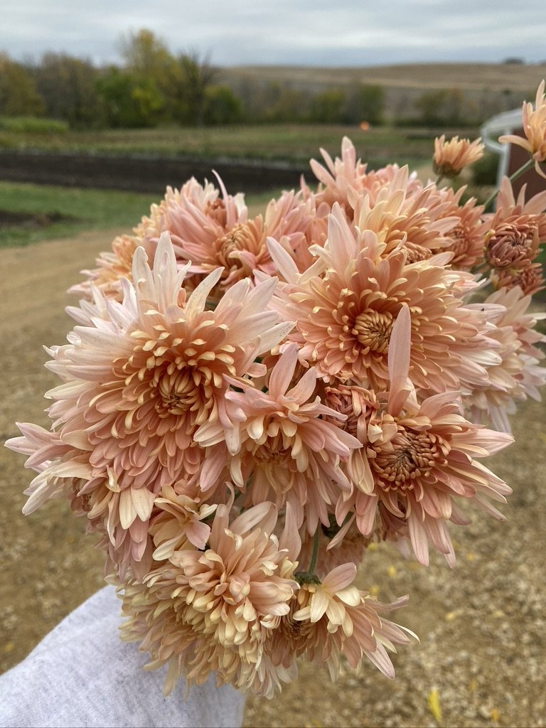 RC- Heirloom Chrysanthemum 'Blush Strokes'