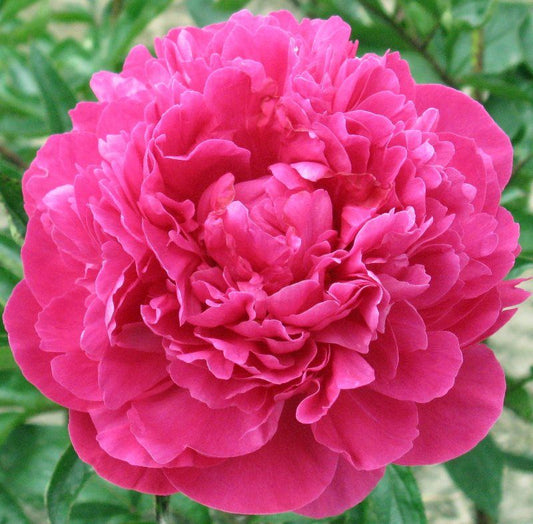 Peony - Kansas - 1 Bare Root