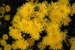 RC- Heirloom Chrysanthemum 'Jackstraw'