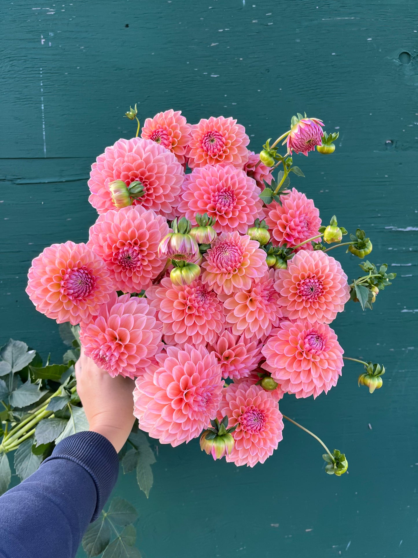 RC- Dahlia 'Lindas Baby'  (4 pack)