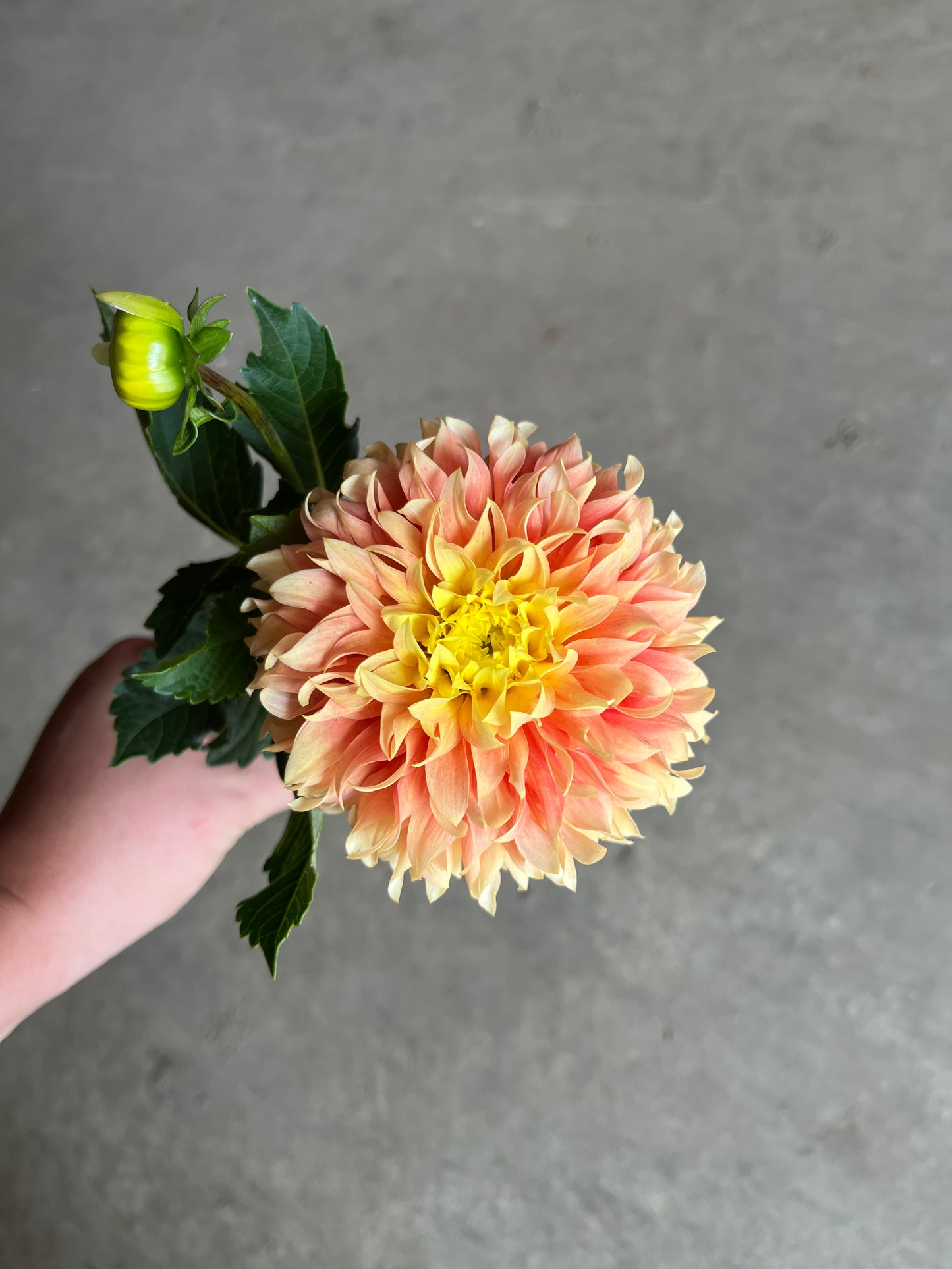 RC- Dahlia 'Deep Impact'  (4 pack)