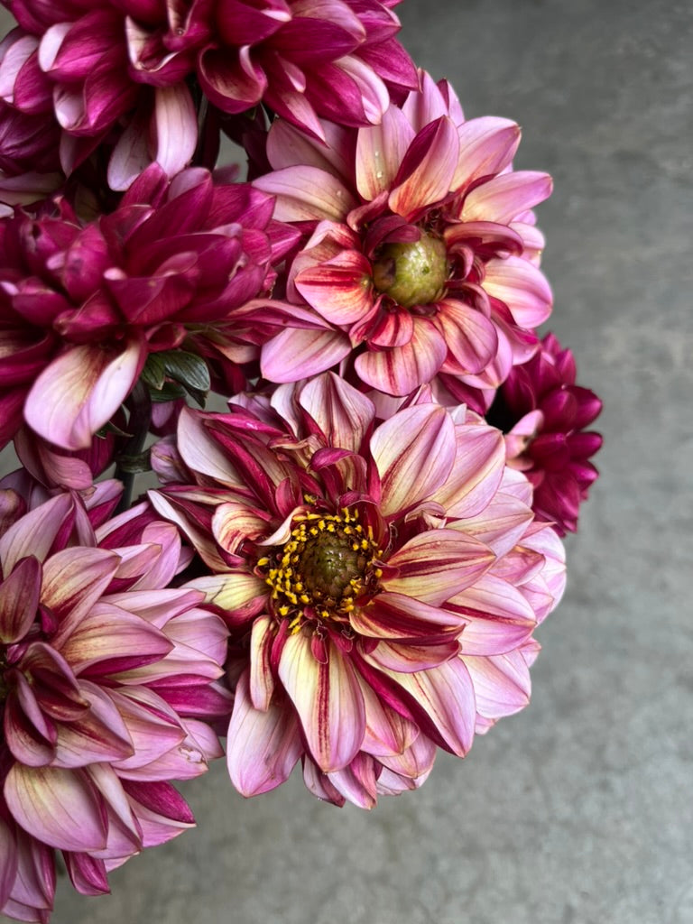 RC- Dahlia 'Seniors Hope'  (4 pack)