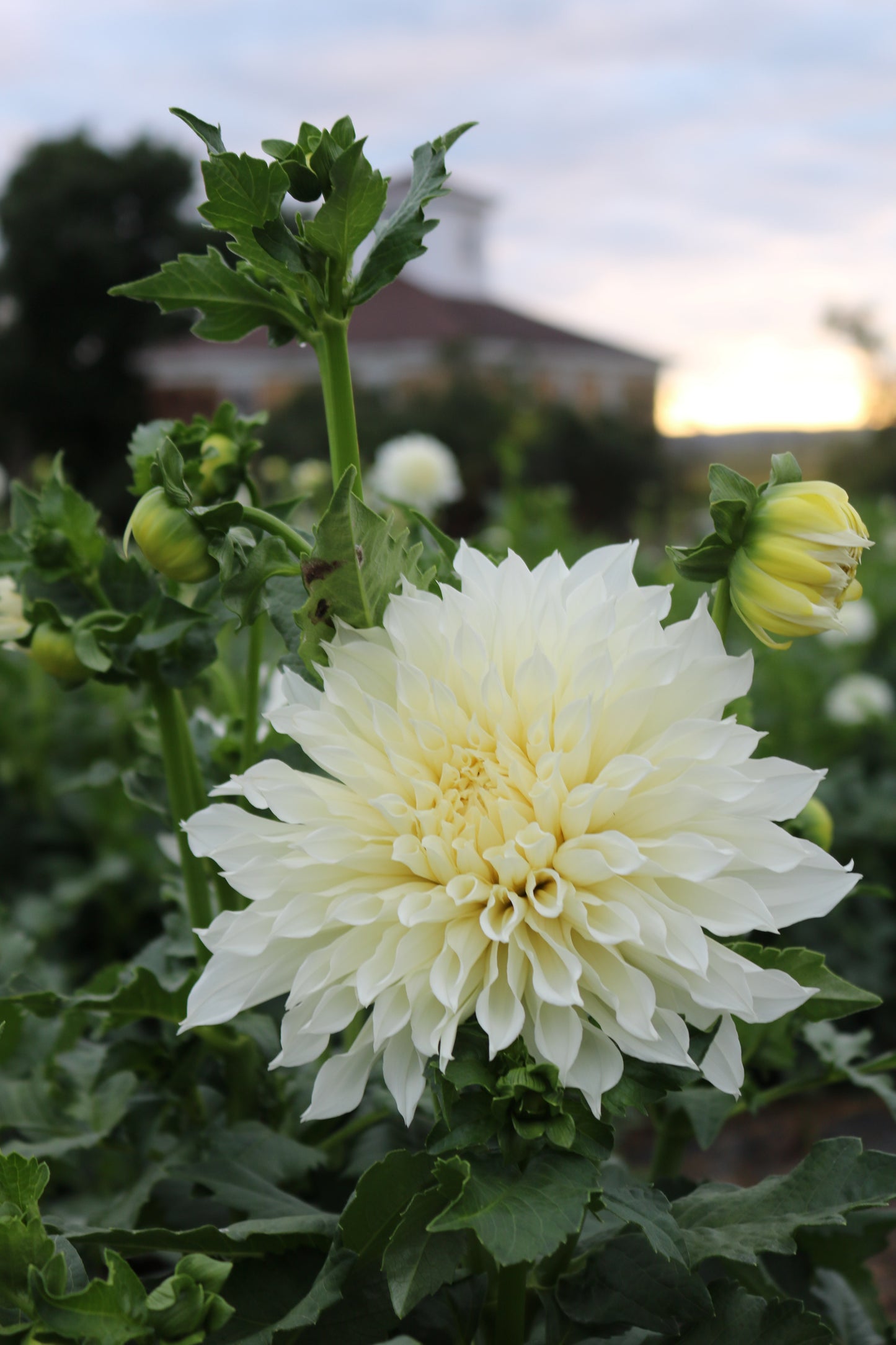 RC- Dahlia 'Fleurel'