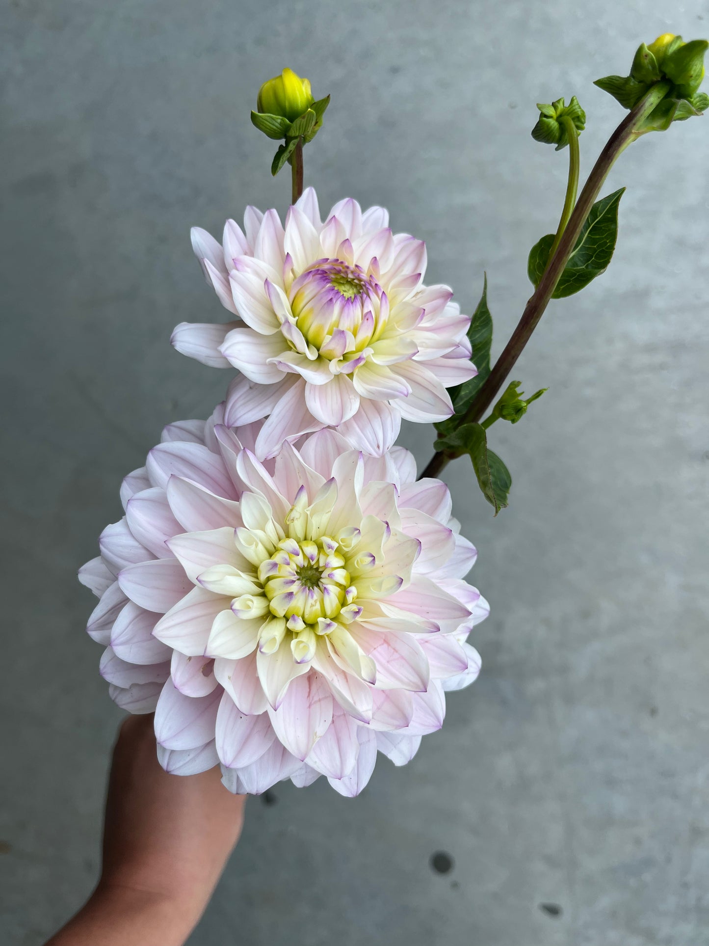 RC- Dahlia 'Silver Years'  (4 pack)