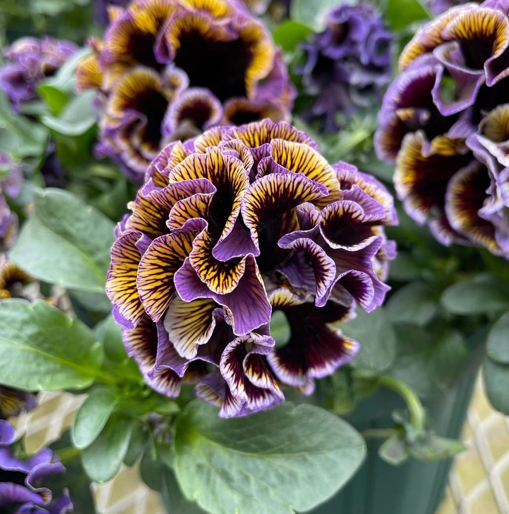 Pansy 'Elegance Dawn to Dusk'