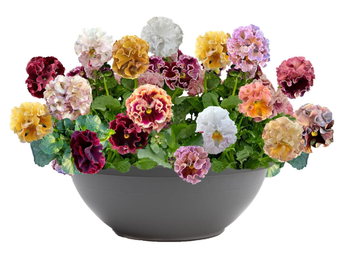 Pansy 'Elegance Antoinette Collection'