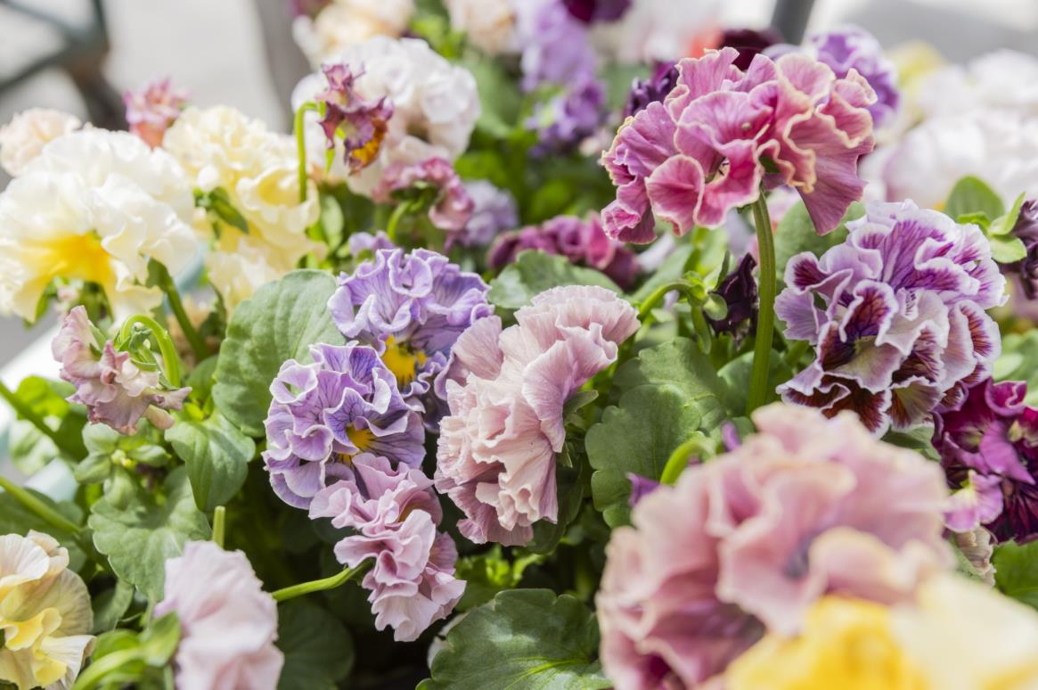 Pansy 'Elegance Antoinette Collection'