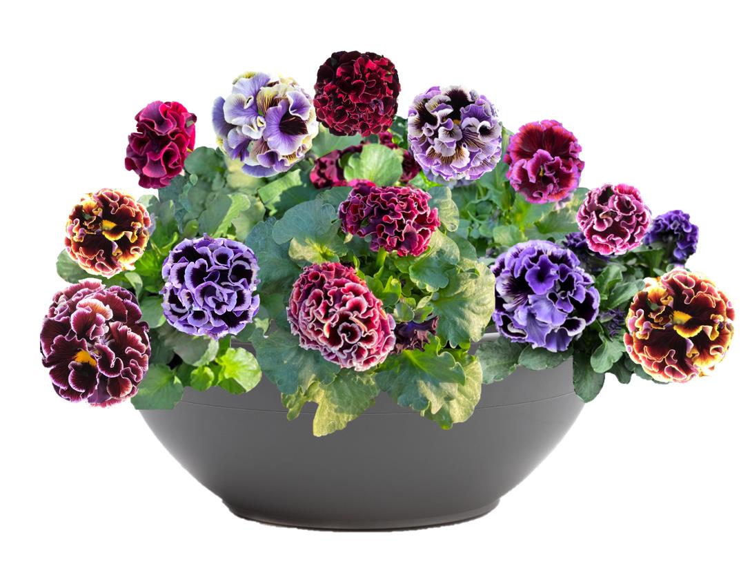 Pansy 'Elegance Twilight Collection'