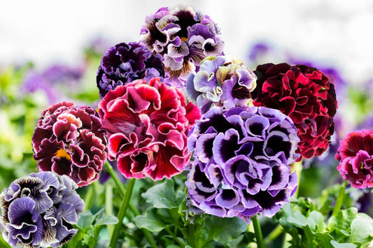 Pansy 'Elegance Twilight Collection'