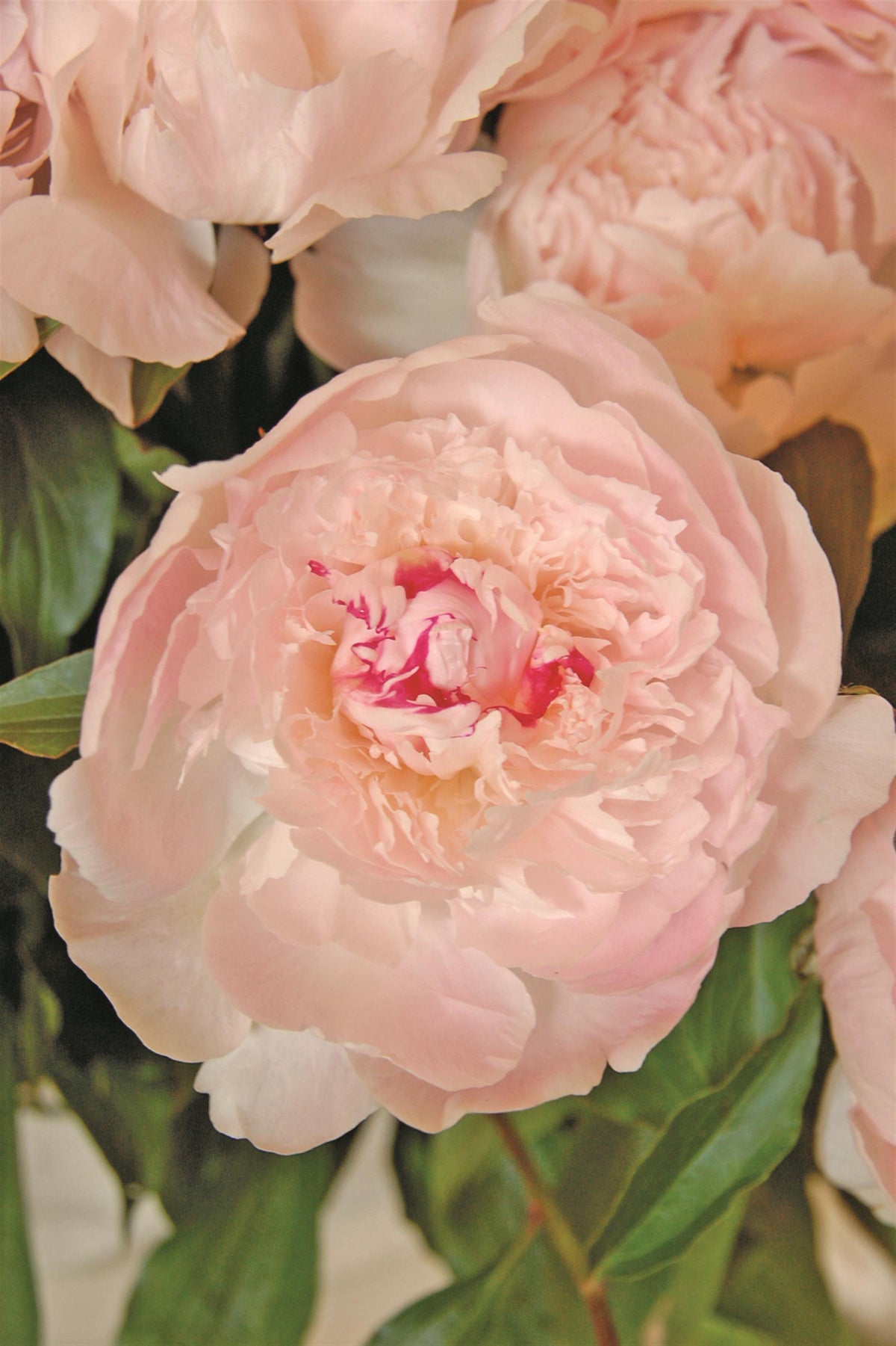 Peony Bare Root - 'Alertie'