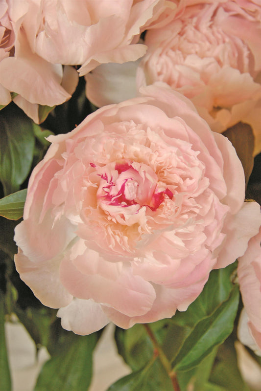 Peony Bare Root - 'Alertie'