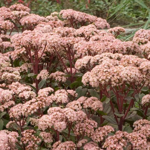 URC - Sedum 'Matrona' (10 ct)