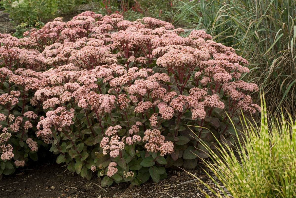 URC - Sedum 'Matrona' (10 ct)