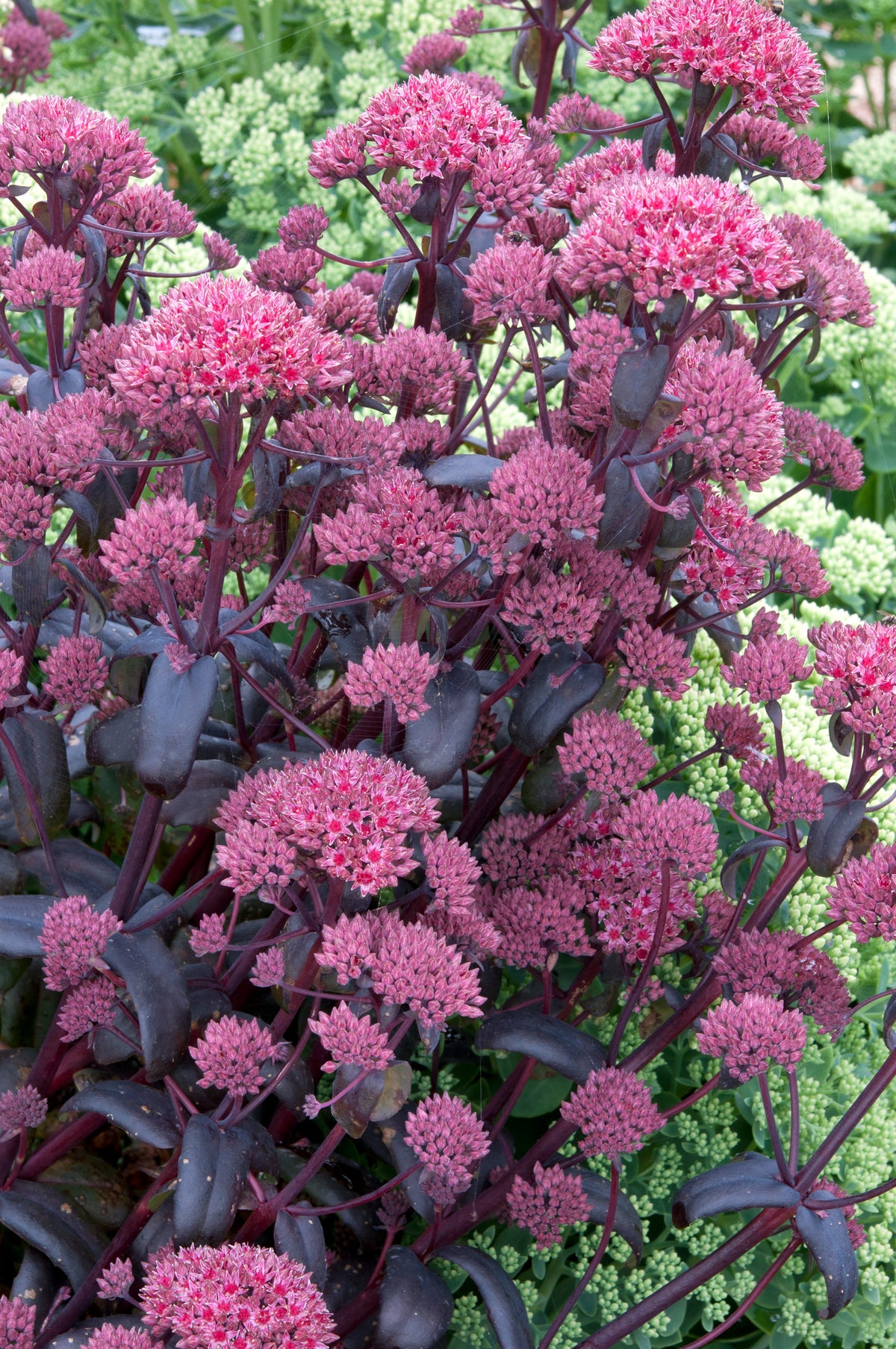 URC - Sedum 'Purple Emperor' (10 ct)
