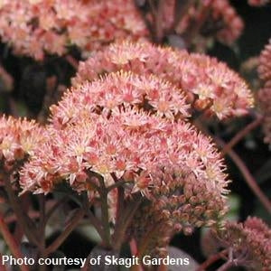 URC - Sedum 'Purple Emperor' (10 ct)