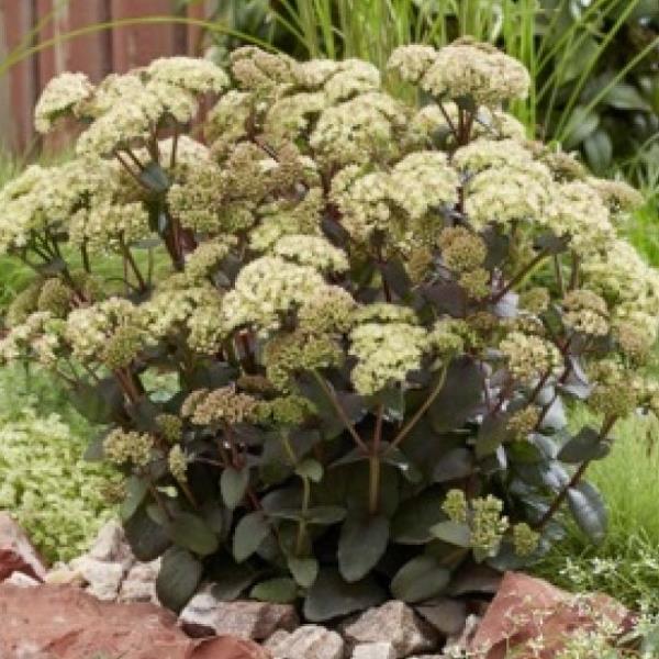 URC - Sedum 'Banana Split' (10 ct)