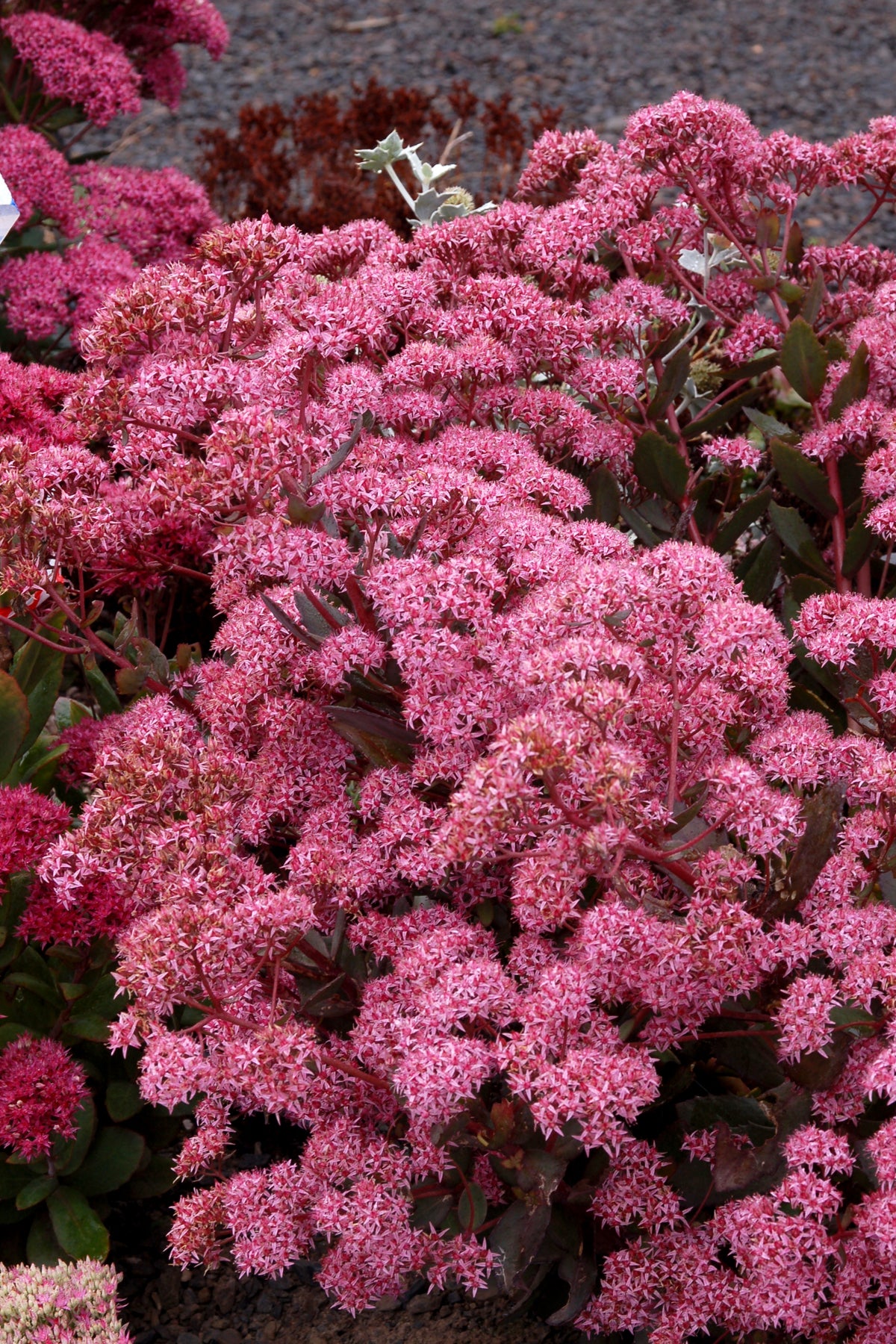 URC - Sedum 'Cloud Walker' (10 ct)