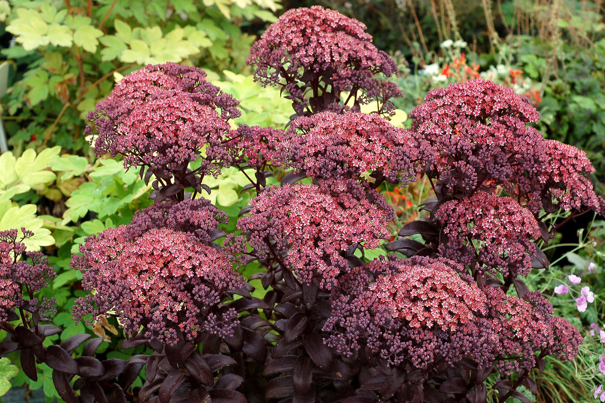 URC - Sedum 'Dark Magic' (10 ct)