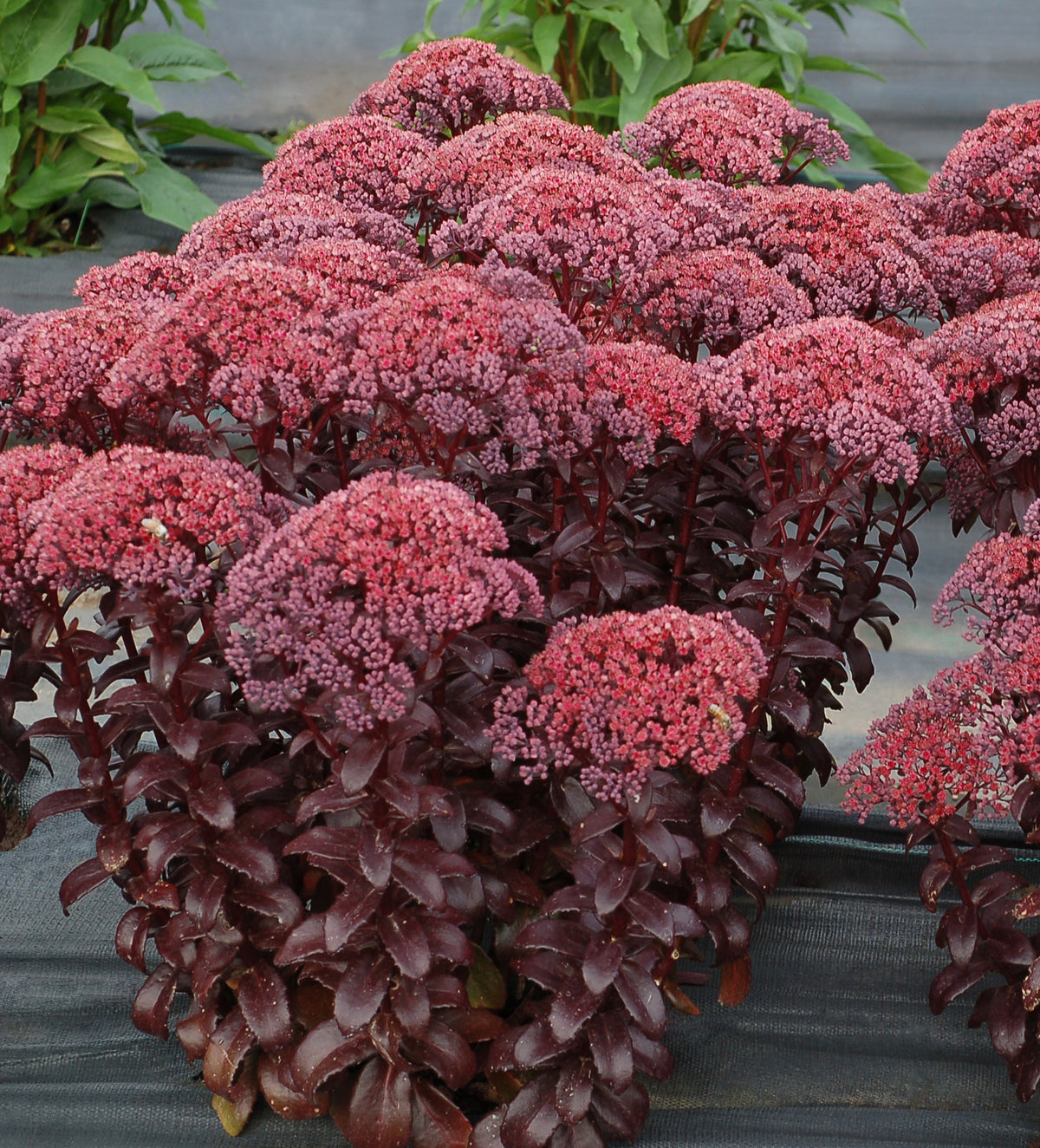 URC - Sedum 'Dark Magic' (10 ct)