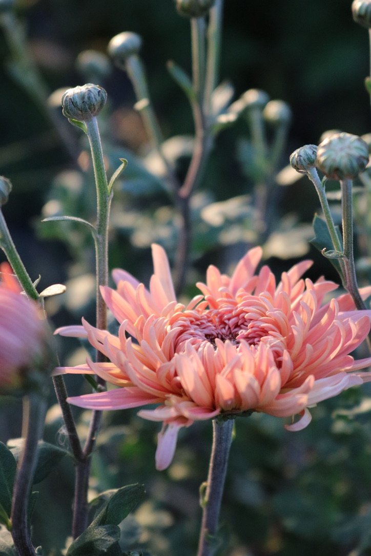 RC- Heirloom Chrysanthemum 'Blush Strokes'