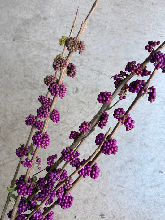 Bare Root - Callicarpa americana (10 ct)