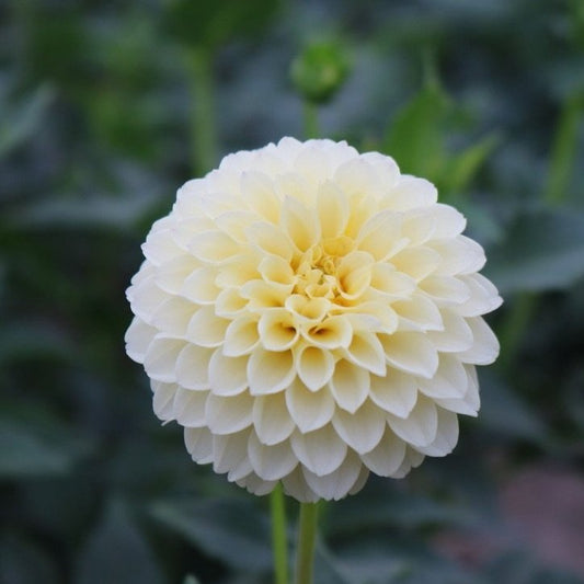 Dahlia Tuber 'Creamy'