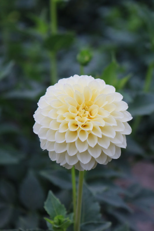 Bulk Dahlia Tuber 'Creamy'
