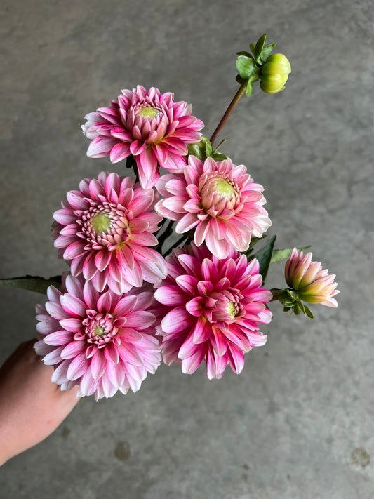 URC Bulk - Dahlia 'Strawberry Cream' (50 ct)