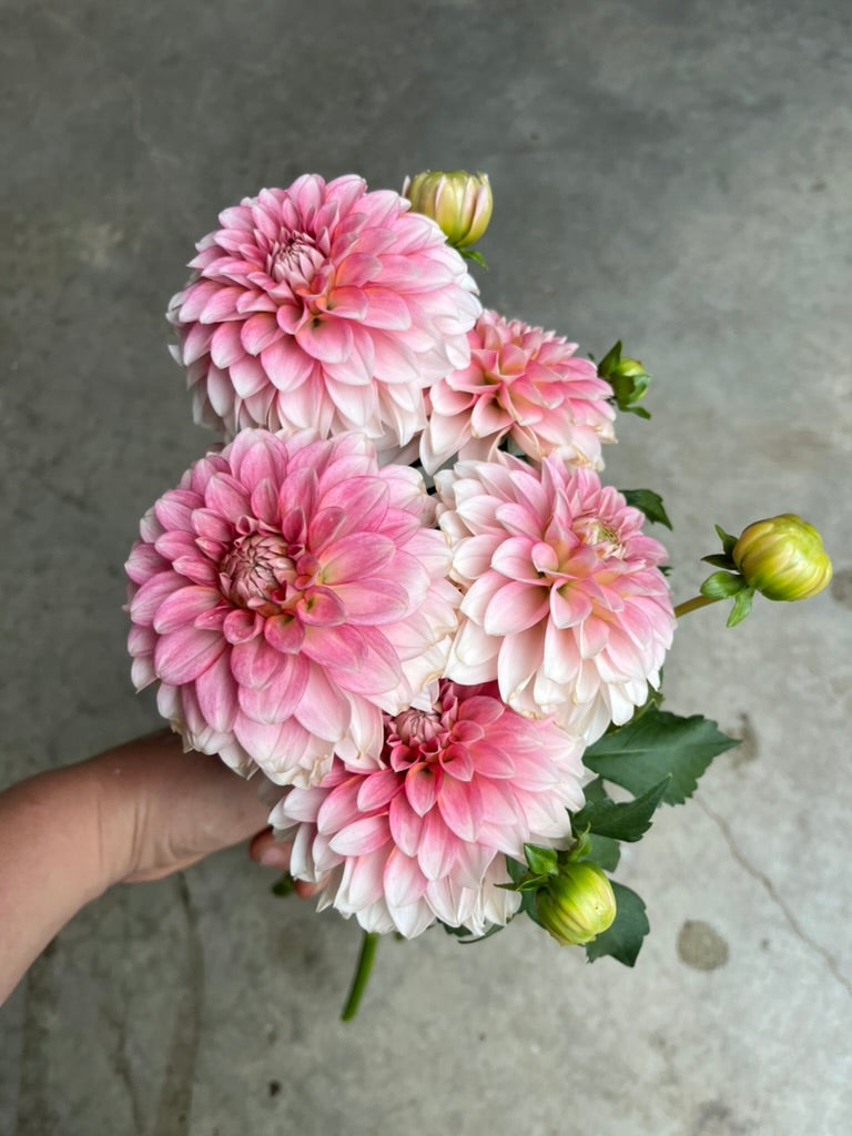 RC- Dahlia 'CJF Valley Dust™'  (4 pack)