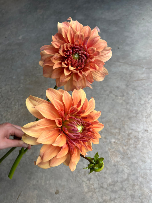 RC- Dahlia 'Hamari Gold'  (1 plant)