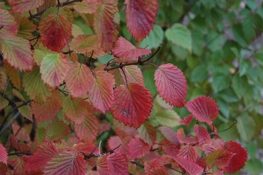 Quart - Viburnum dentatum 'Autumn Jazz'