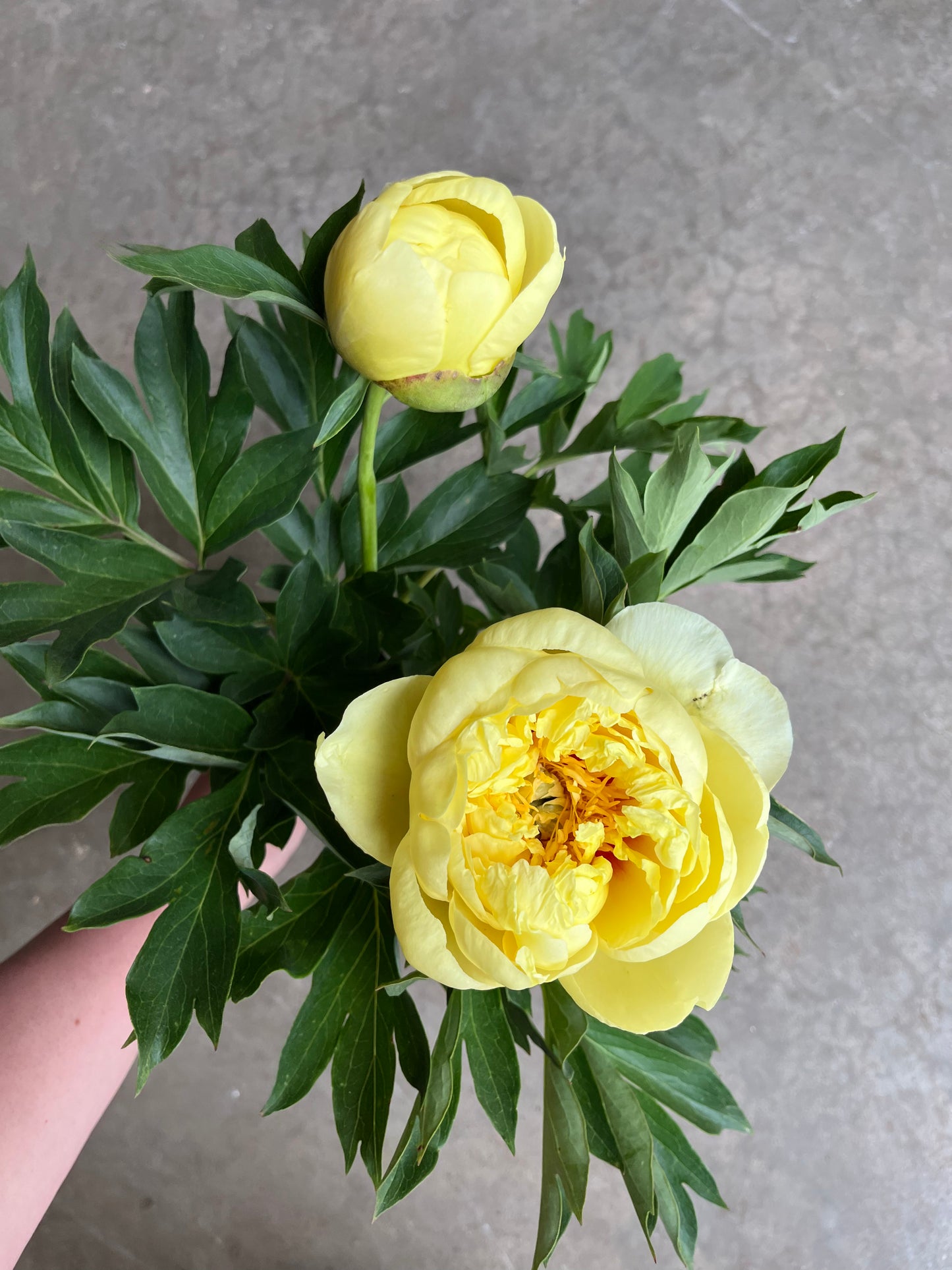 Peony Bare Root - 'Bartzella'