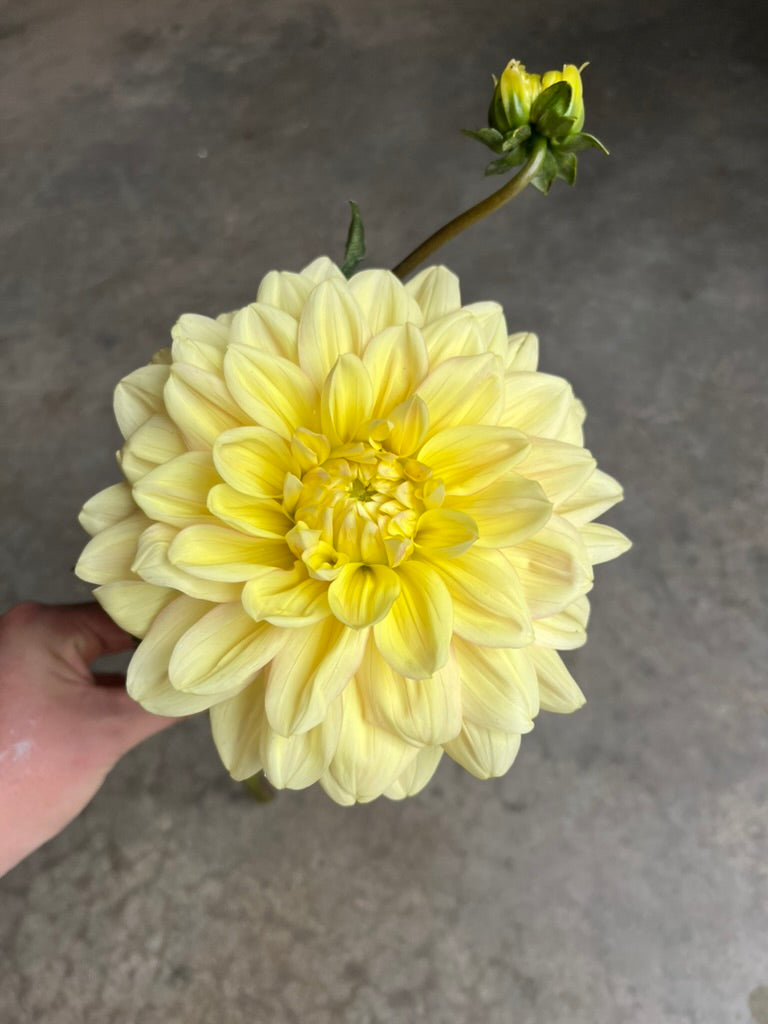 RC- Dahlia 'Wyns New Pastel'  (4 pack)