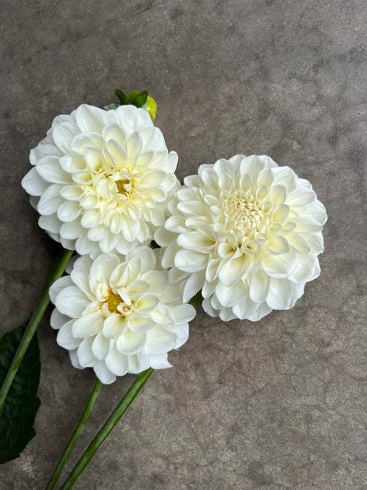 RC- Dahlia 'Boom Boom White'  (4 pack)