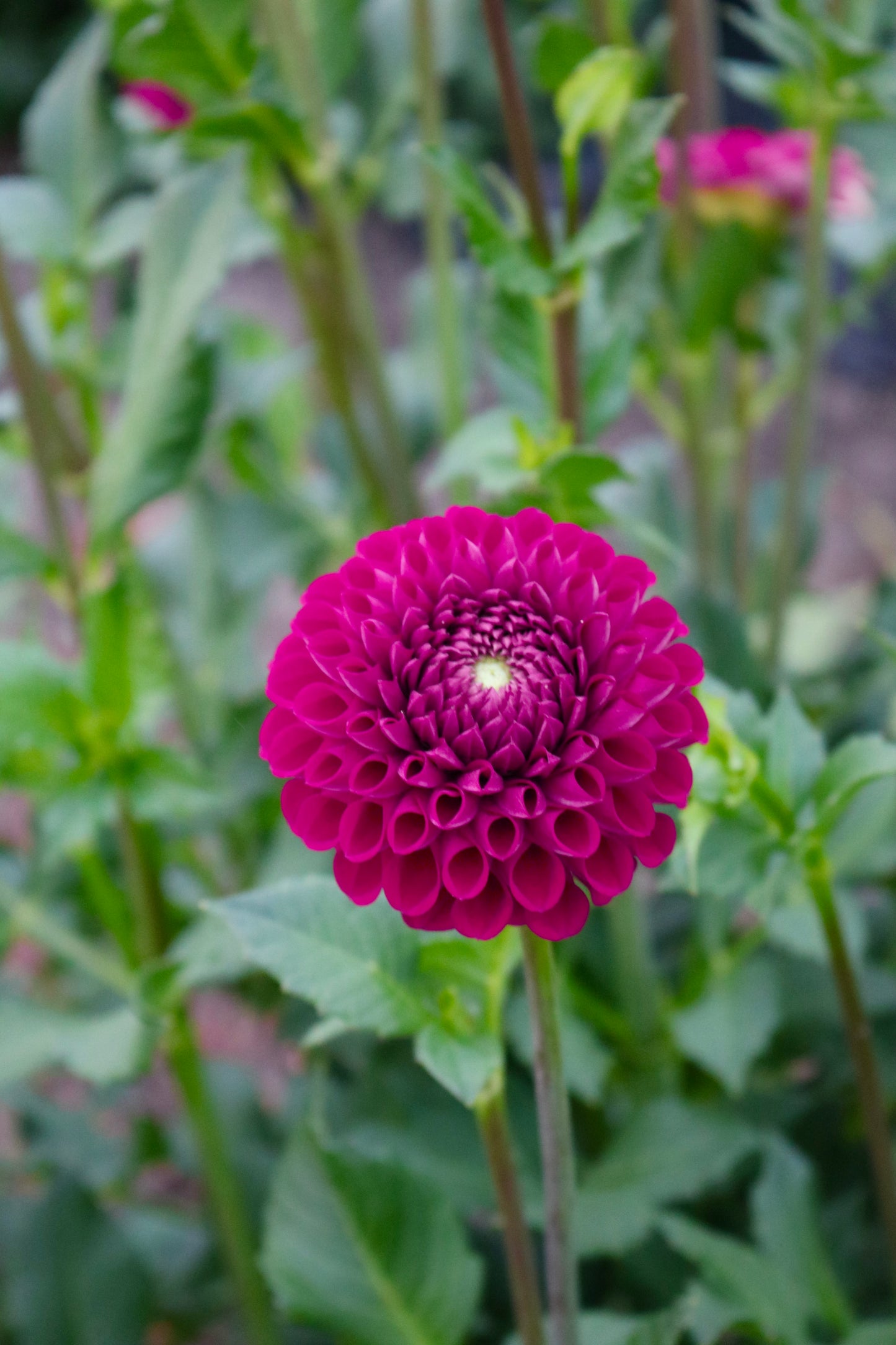 RC- Dahlia 'Ivanitti'