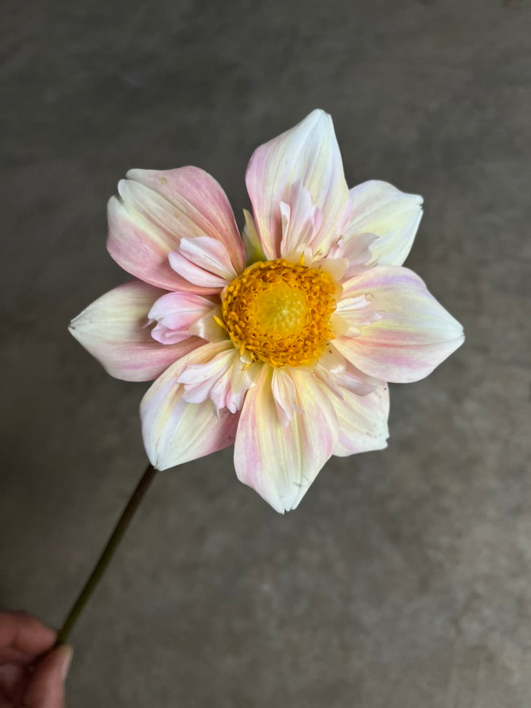 URC 'Appleblossom' Dahlia 10 Cuttings