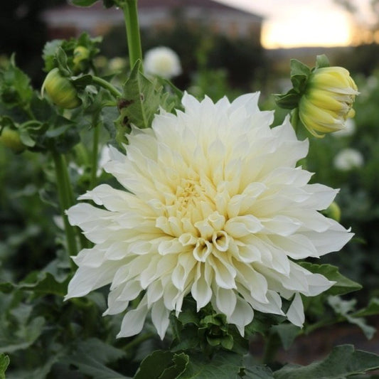 Dahlia Tuber 'Fleurel'